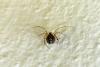 Theridion sp.